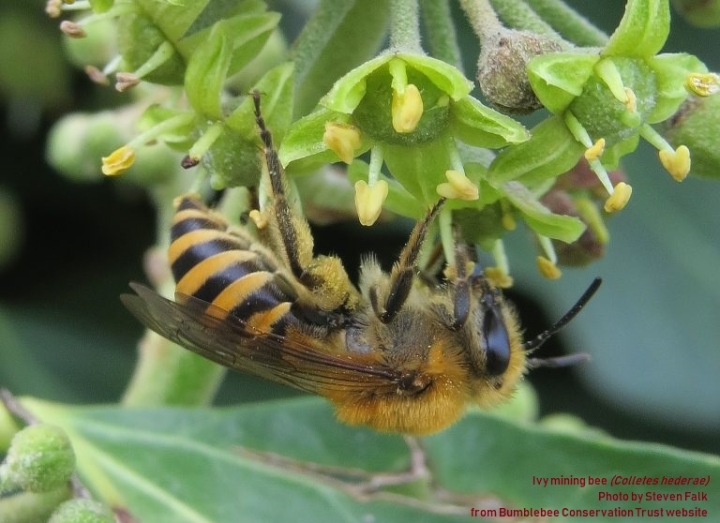Ivy-mining-bee-female